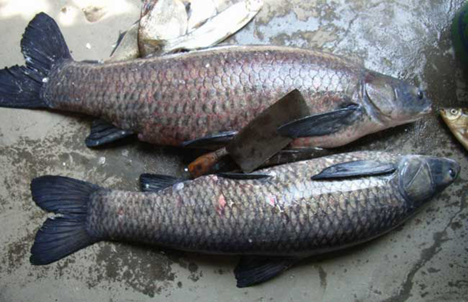 四大家魚的養殖歷史與水質改良劑的研發進展