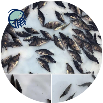 河源花鯽魚(yú)與翹嘴鱖魚(yú)養(yǎng)殖技術(shù)及水質(zhì)改良劑研發(fā)