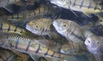 石斑魚養殖環境核心要素與四大養殖模式解析，兼論水質改良劑研發的重要性