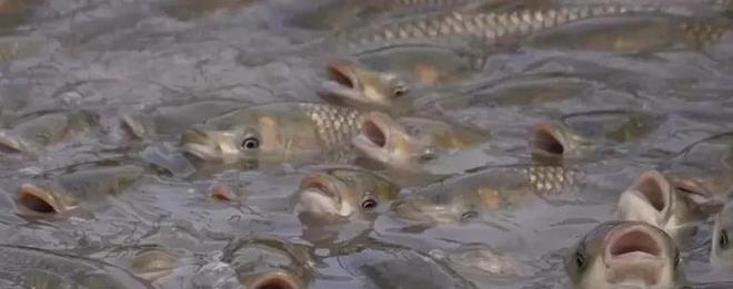 養魚投餌量控制 以精準喂養節省成本、提升產量、增加效益