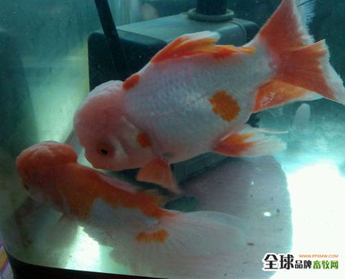 魚(yú)爛尾的成因分析與水質(zhì)改良劑研發(fā)新進(jìn)展