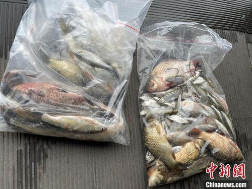 浙江杭州西湖首次系統(tǒng)摸底魚(yú)類多樣性，初步發(fā)現(xiàn)10余個(gè)品種，生態(tài)養(yǎng)護(hù)與養(yǎng)殖技術(shù)協(xié)同發(fā)展引關(guān)注